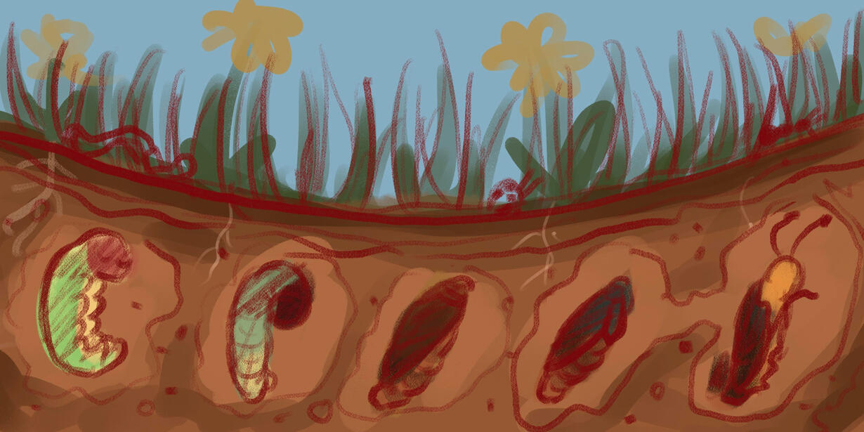 Sketch